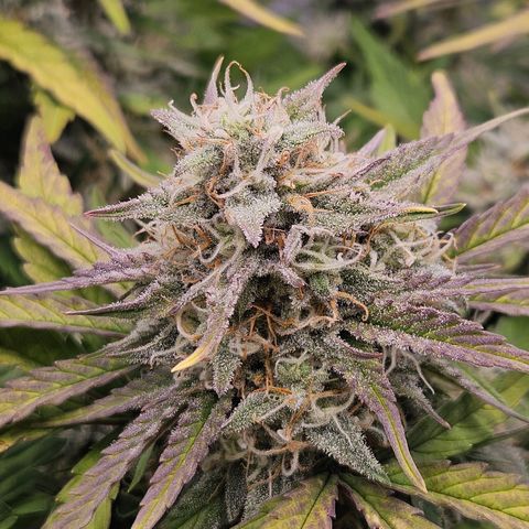 Forum Stomper x Sour Crack growlog timeline photo