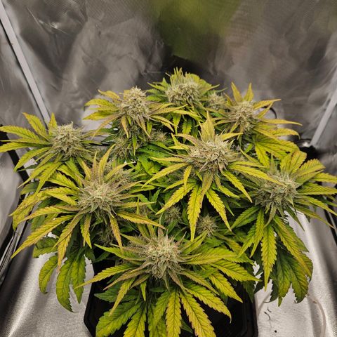 Forum Stomper x Sour Crack growlog timeline photo