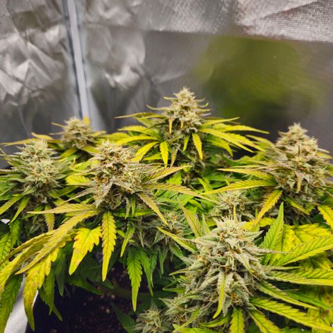 Forum Stomper x Sour Crack growlog timeline photo