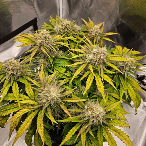 Forum Stomper x Sour Crack growlog timeline photo
