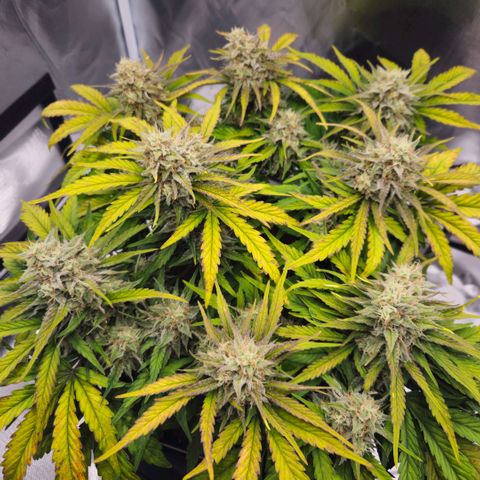 Forum Stomper x Sour Crack growlog timeline photo