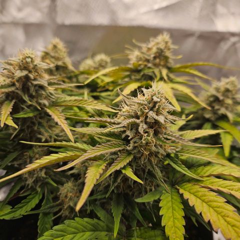 Forum Stomper x Sour Crack growlog timeline photo
