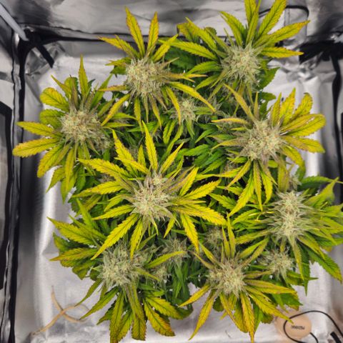 Forum Stomper x Sour Crack growlog timeline photo