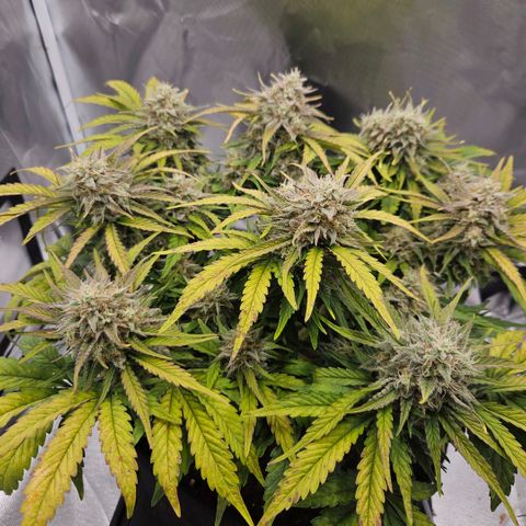 Forum Stomper x Sour Crack growlog timeline photo