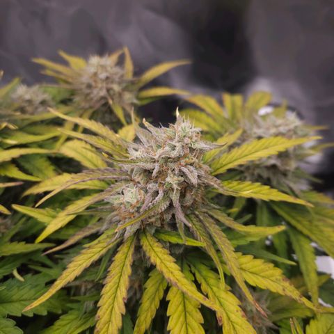 Forum Stomper x Sour Crack growlog timeline photo