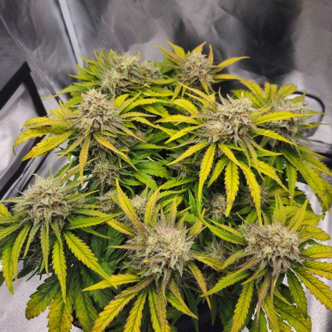 Forum Stomper x Sour Crack growlog timeline photo
