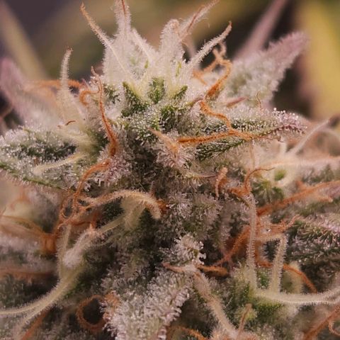 Forum Stomper x Sour Crack growlog timeline photo