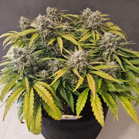 Forum Stomper x Sour Crack growlog timeline photo