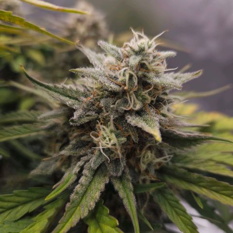 Forum Stomper x Sour Crack growlog timeline photo