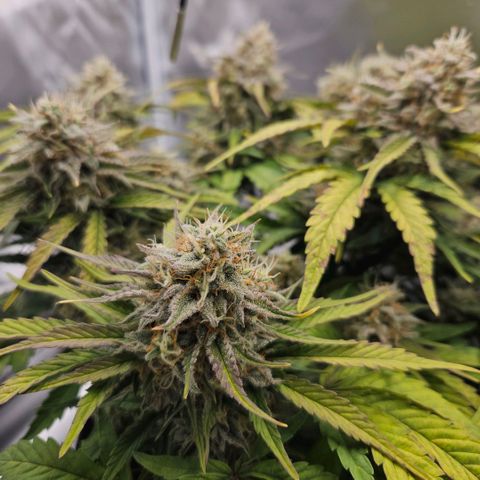 Forum Stomper x Sour Crack growlog timeline photo