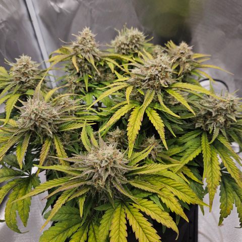 Forum Stomper x Sour Crack growlog timeline photo