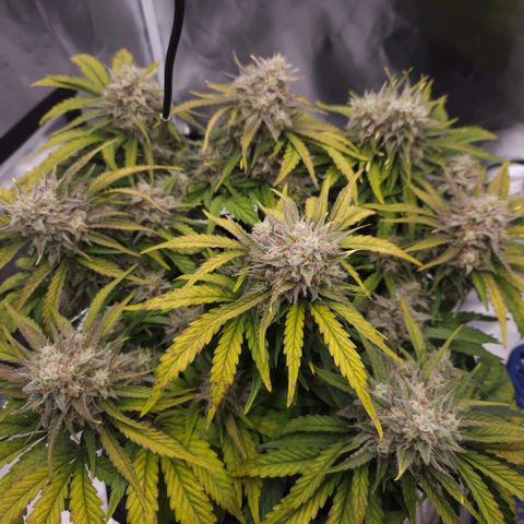 Forum Stomper x Sour Crack growlog timeline photo