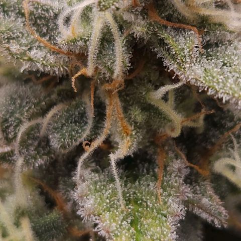 Forum Stomper x Sour Crack growlog timeline photo