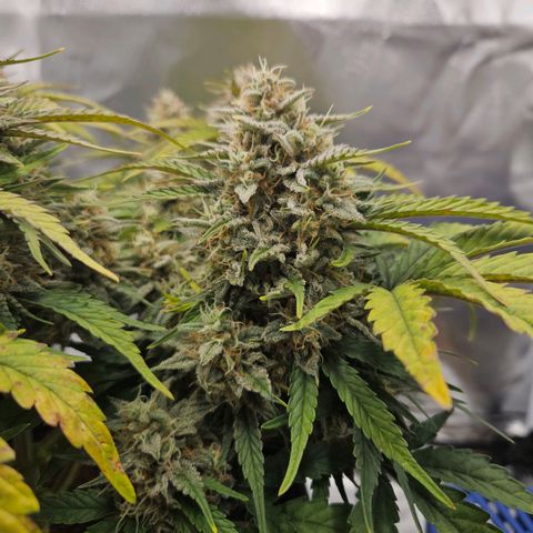 Forum Stomper x Sour Crack growlog timeline photo