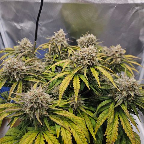 Forum Stomper x Sour Crack growlog timeline photo