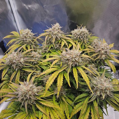 Forum Stomper x Sour Crack growlog timeline photo