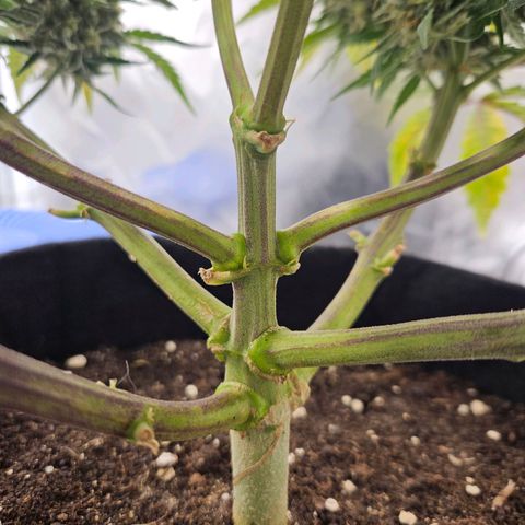Forum Stomper x Sour Crack growlog timeline photo