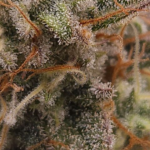 Forum Stomper x Sour Crack growlog timeline photo