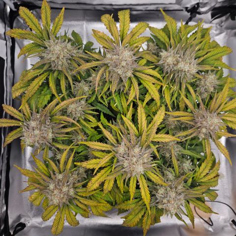 Forum Stomper x Sour Crack growlog timeline photo
