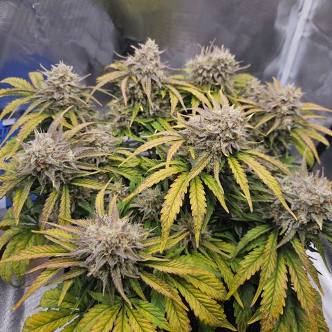 Forum Stomper x Sour Crack growlog timeline photo
