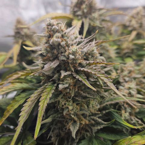 Forum Stomper x Sour Crack growlog timeline photo