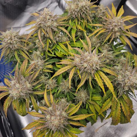 Forum Stomper x Sour Crack growlog timeline photo