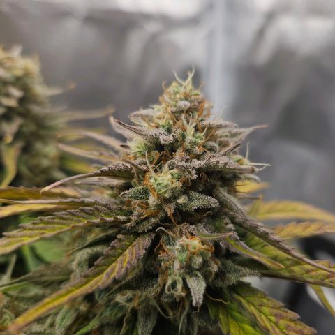 Forum Stomper x Sour Crack growlog timeline photo