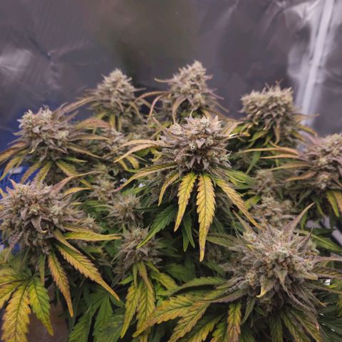 Forum Stomper x Sour Crack growlog timeline photo