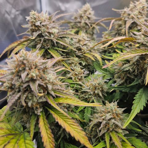 Forum Stomper x Sour Crack growlog timeline photo