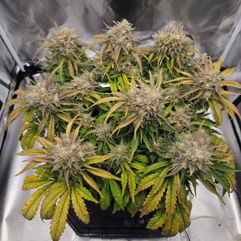Forum Stomper x Sour Crack growlog timeline photo