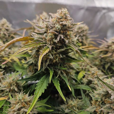 Forum Stomper x Sour Crack growlog timeline photo