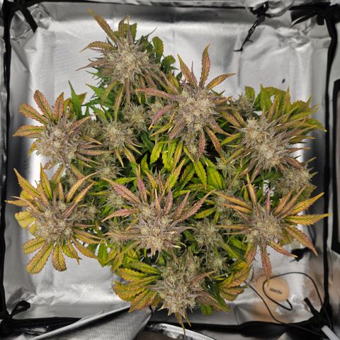 Forum Stomper x Sour Crack growlog timeline photo