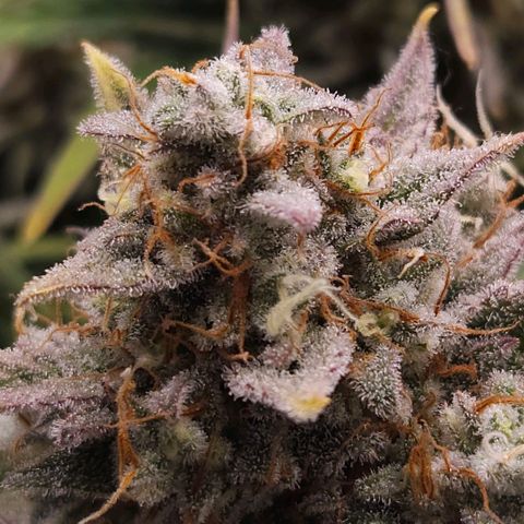 Forum Stomper x Sour Crack growlog timeline photo