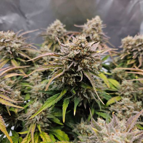 Forum Stomper x Sour Crack growlog timeline photo
