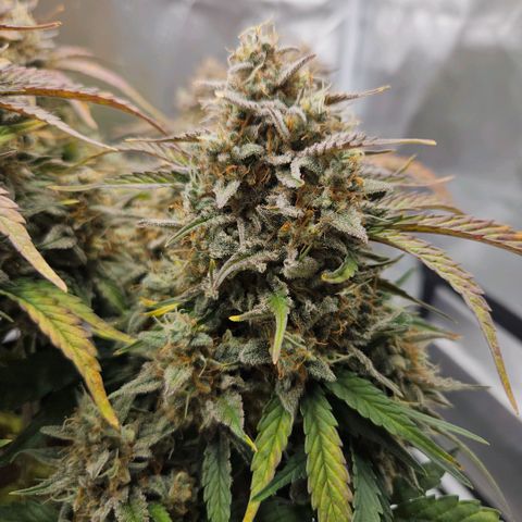 Forum Stomper x Sour Crack growlog timeline photo