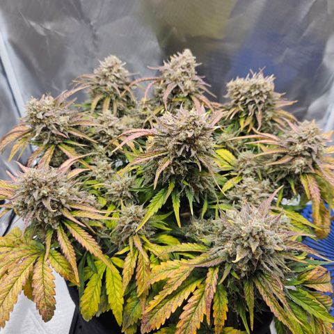 Forum Stomper x Sour Crack growlog timeline photo