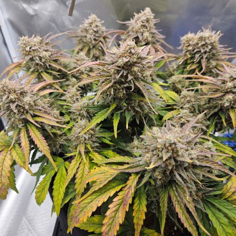 Forum Stomper x Sour Crack growlog timeline photo