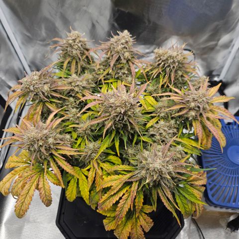 Forum Stomper x Sour Crack growlog timeline photo