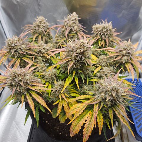 Forum Stomper x Sour Crack growlog timeline photo