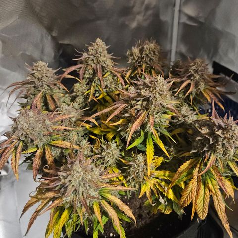 Forum Stomper x Sour Crack growlog timeline photo