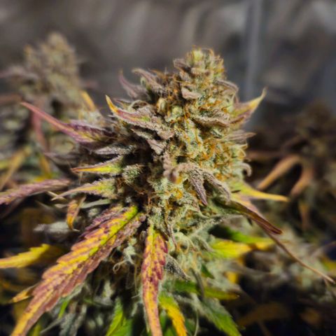 Forum Stomper x Sour Crack growlog timeline photo