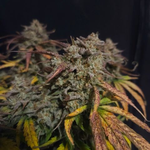 Forum Stomper x Sour Crack growlog timeline photo