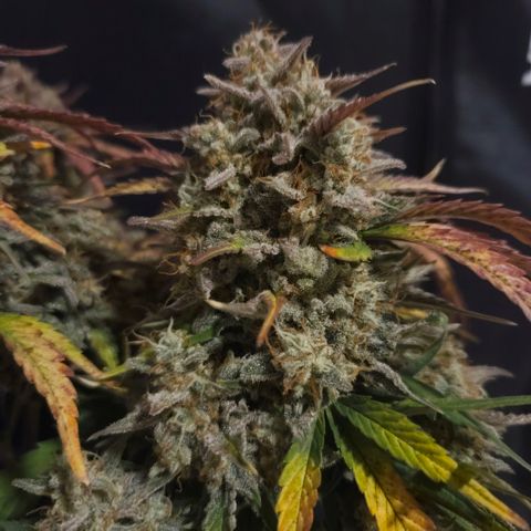 Forum Stomper x Sour Crack growlog timeline photo