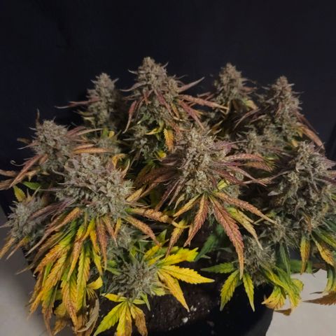 Forum Stomper x Sour Crack growlog timeline photo
