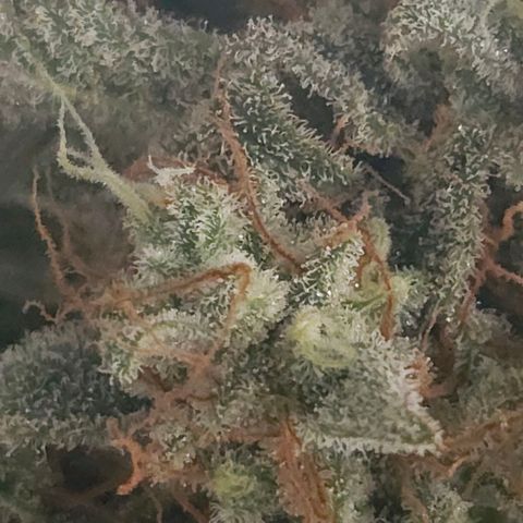 Forum Stomper x Sour Crack growlog timeline photo