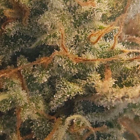 Forum Stomper x Sour Crack growlog timeline photo