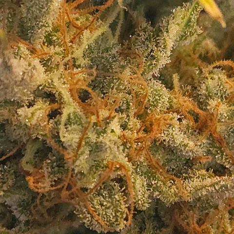 Forum Stomper x Sour Crack growlog timeline photo