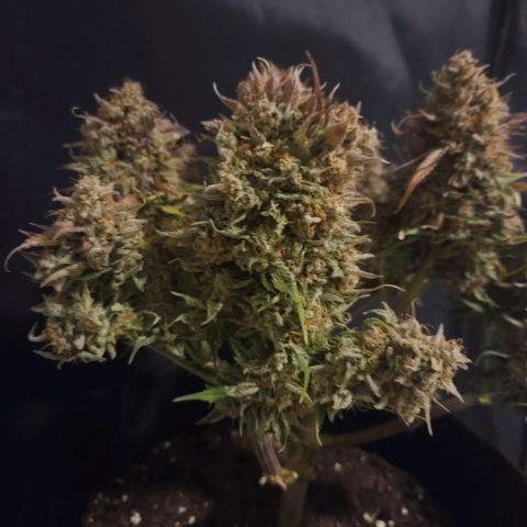 Forum Stomper x Sour Crack growlog timeline photo