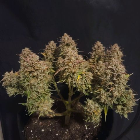 Forum Stomper x Sour Crack growlog timeline photo