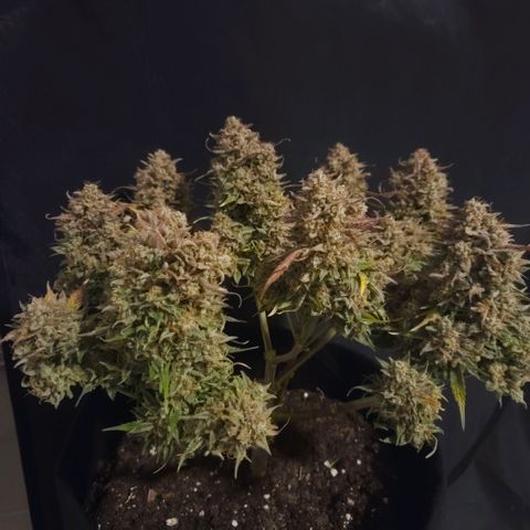 Forum Stomper x Sour Crack growlog timeline photo